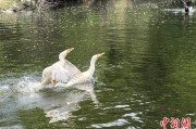 命盘查询吉林：罕见白鸬鹚连续两年“故地重游”
