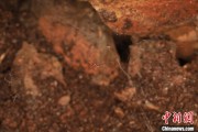 命盘查询江西发现蜘蛛新物种 为研究呵叻蛛属适应区域提供依据