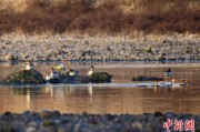 命盘查询歙县完成安徽首个县域生物多样性调查 共记录物种近4千种